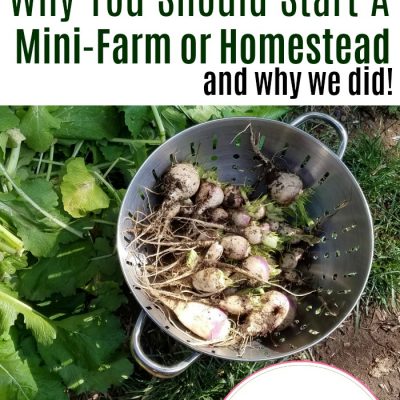 Why You Should Start A Mini-Farm or Homestead + free PDF