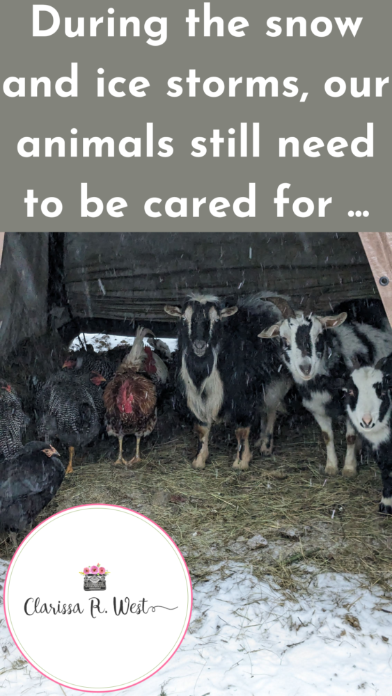 During the snow and ice storms, those animals still needed to be cared for