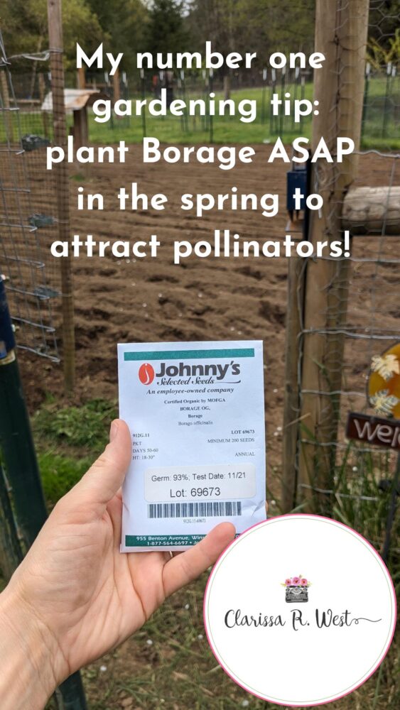 My number one tip for gardening plant Borage ASAP in the spring to invite pollinators!