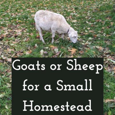 Goats or Sheep for a Small Homestead