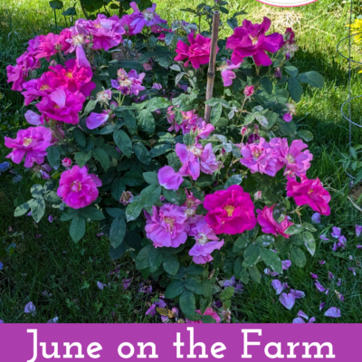 June on the Farm | Free Printable