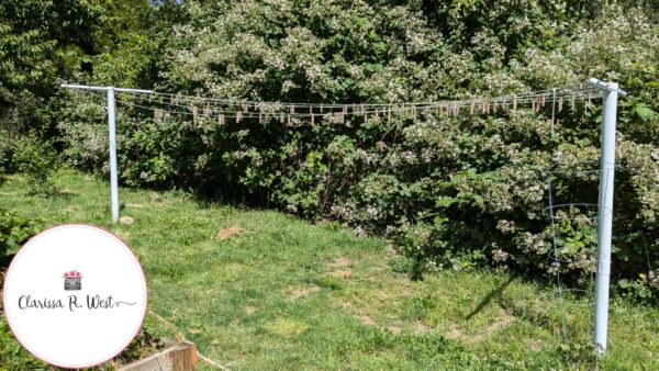 clothesline and blackberries