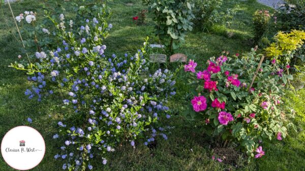 our abigail rose garden
