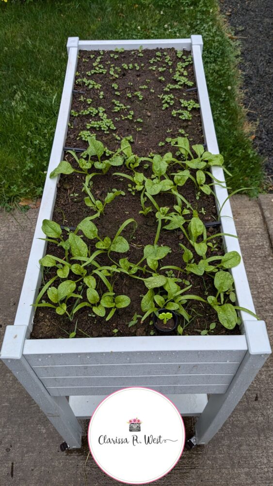 spinach and basil
