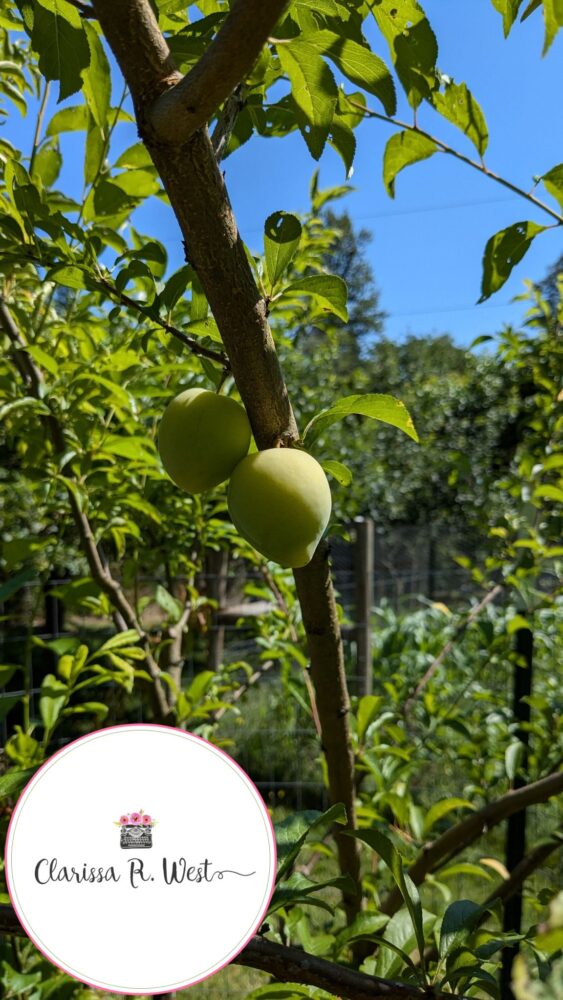first plums on young fruit trees