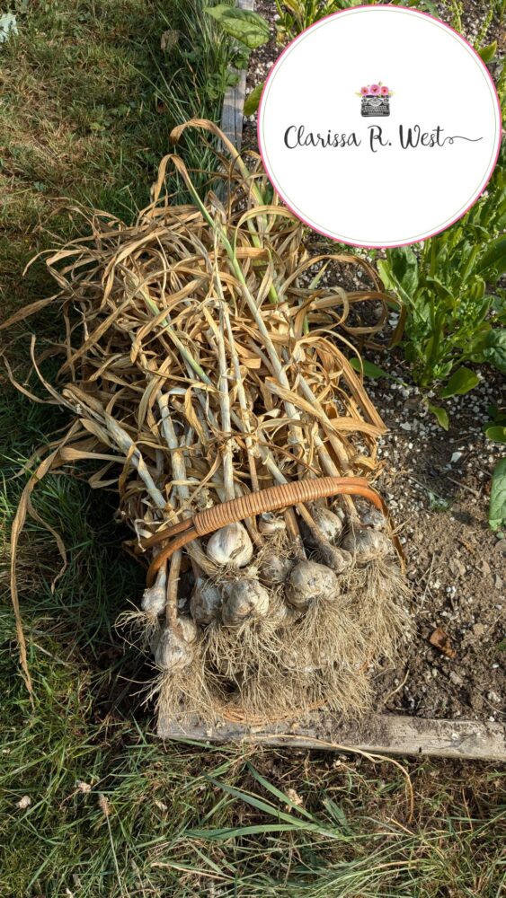 garlic harvest