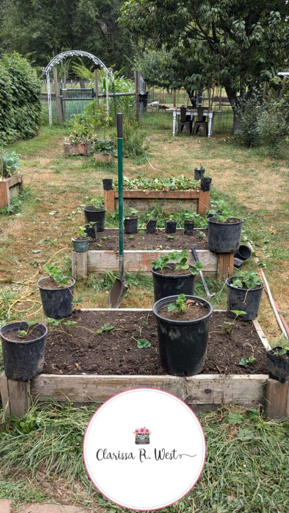 refreshing strawberry beds