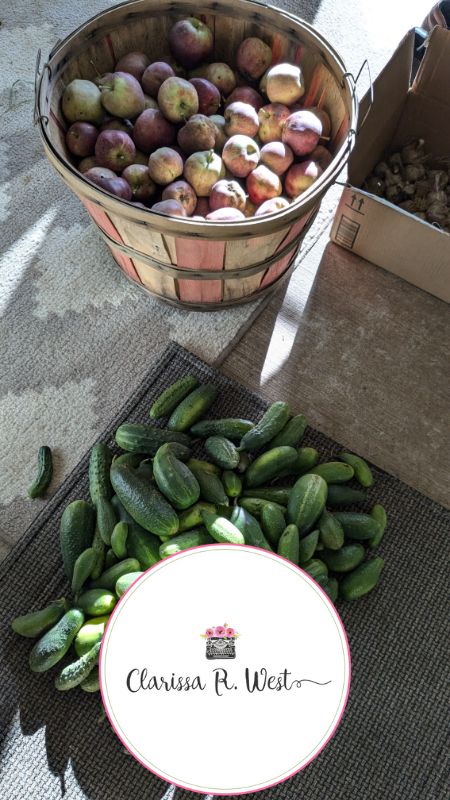 apples and cucumbers 2024