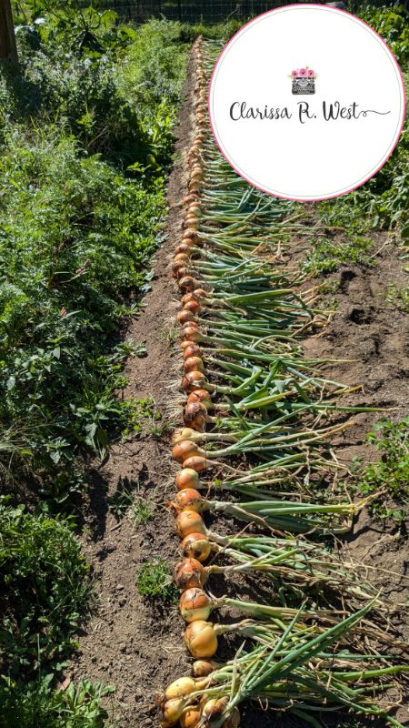 onions 2024 harvest