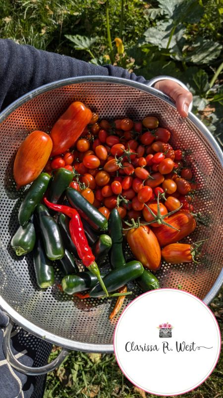 tomatoes and peppers 2024