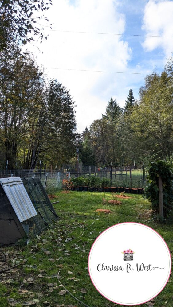 potted plants by fenced garden and blueberries