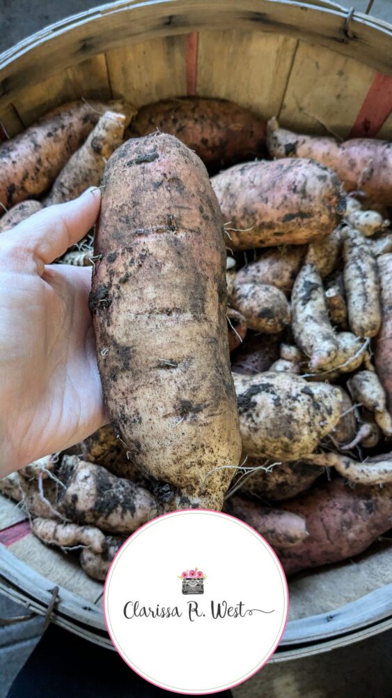 sweet potato harvest 2024