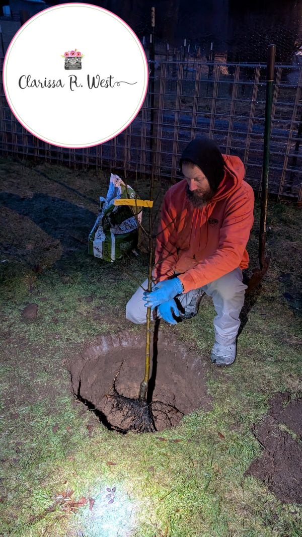 Joey planting a fruit tree 2024